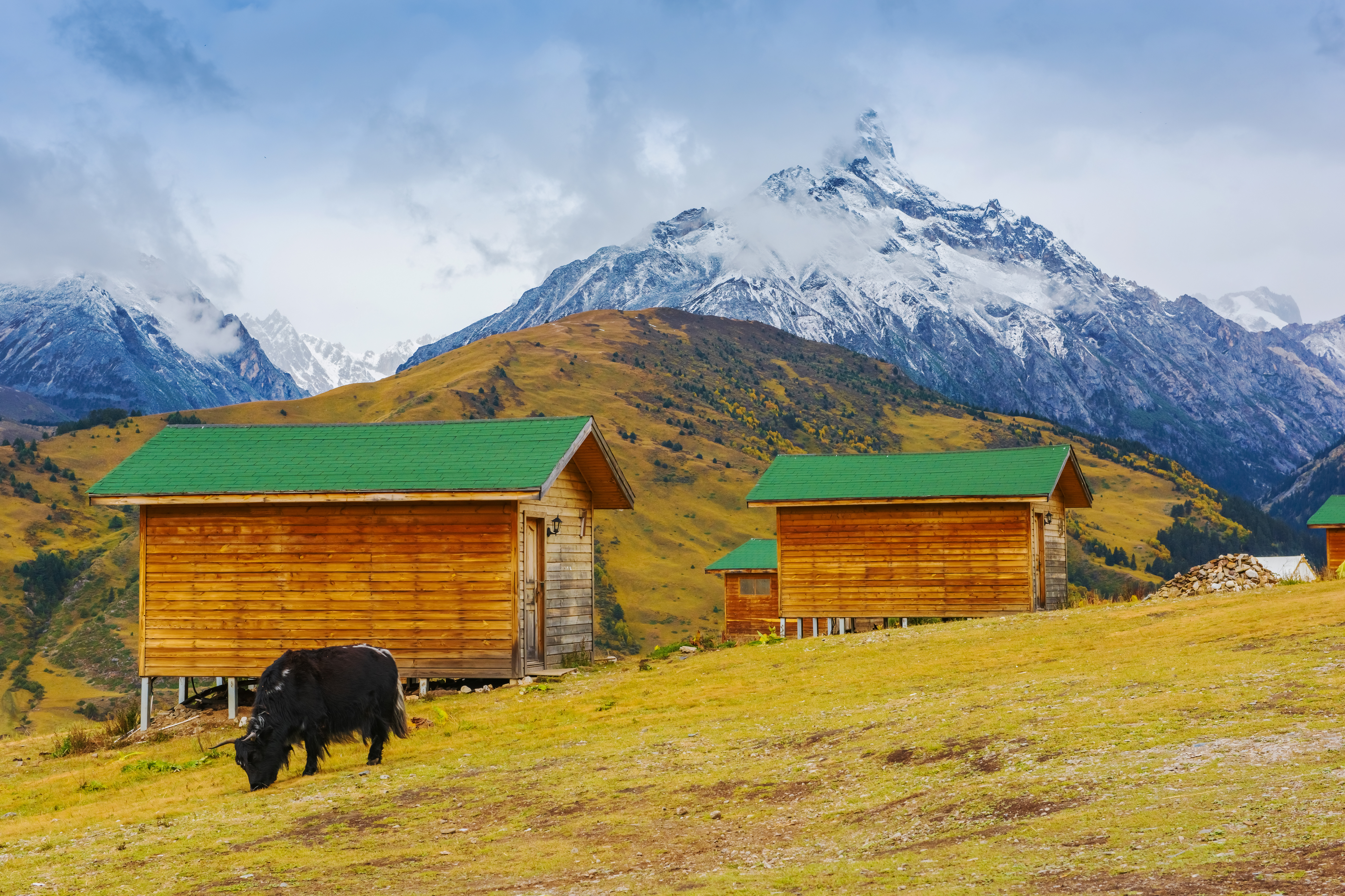 Beitende dyr ved Nyingchi