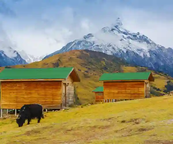 Beitende dyr ved Nyingchi