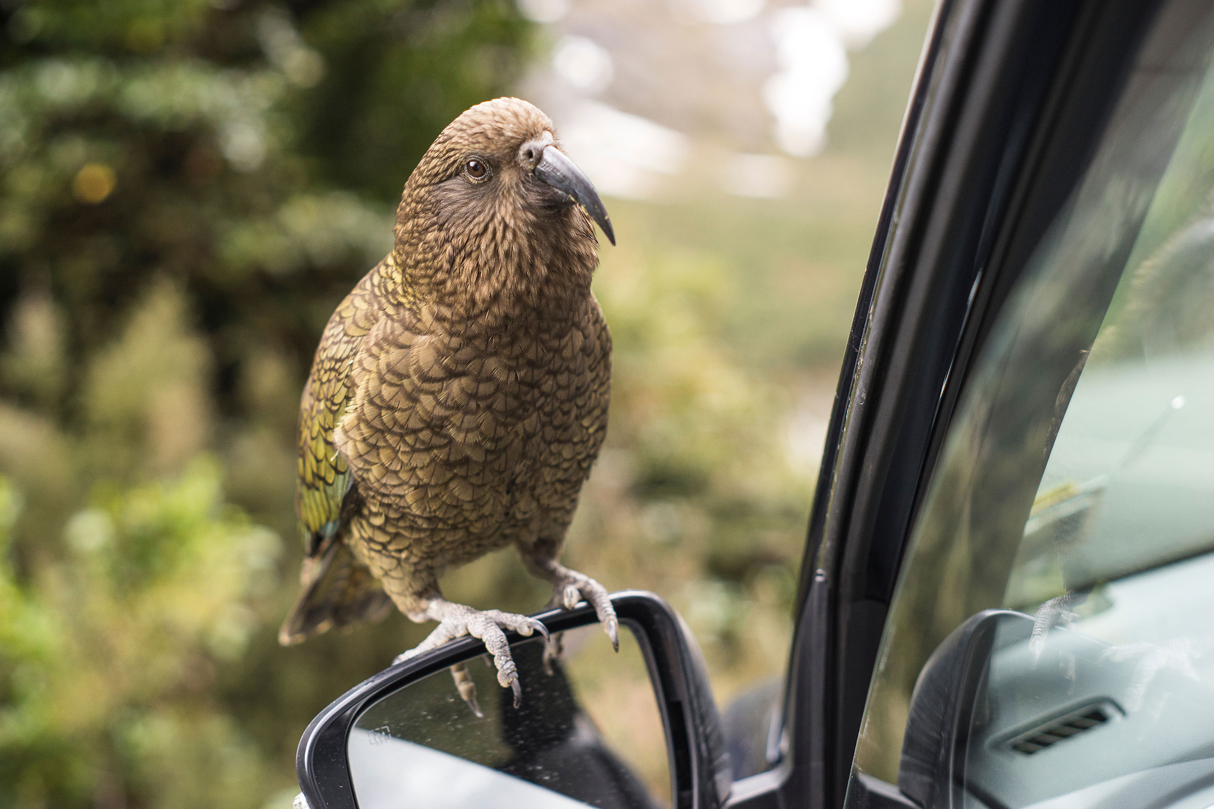 New Zealands nysgerrige kea