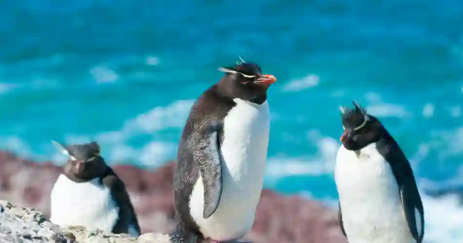 Pingviner på Antarkis