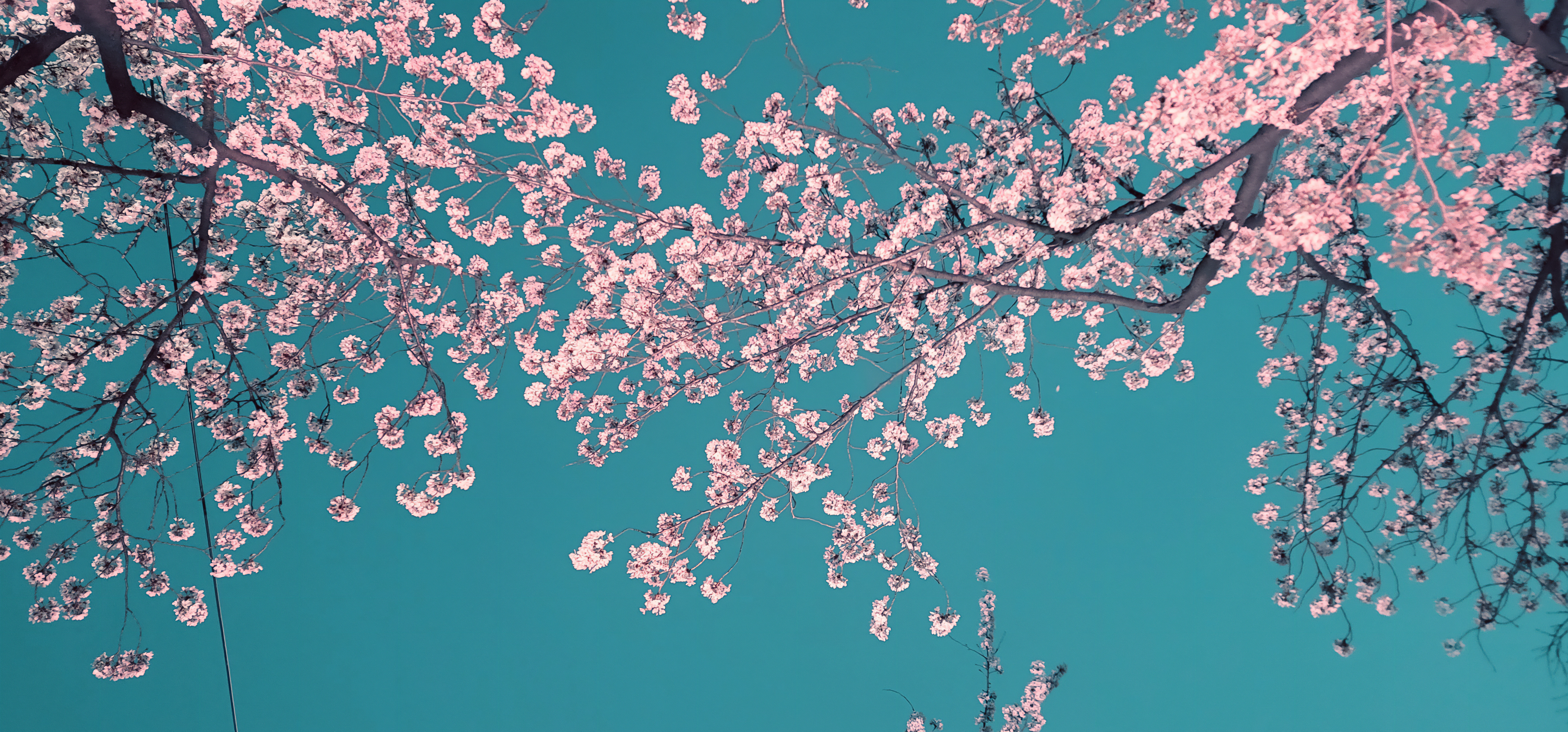 Kirsebærblomstring i Sydkorea