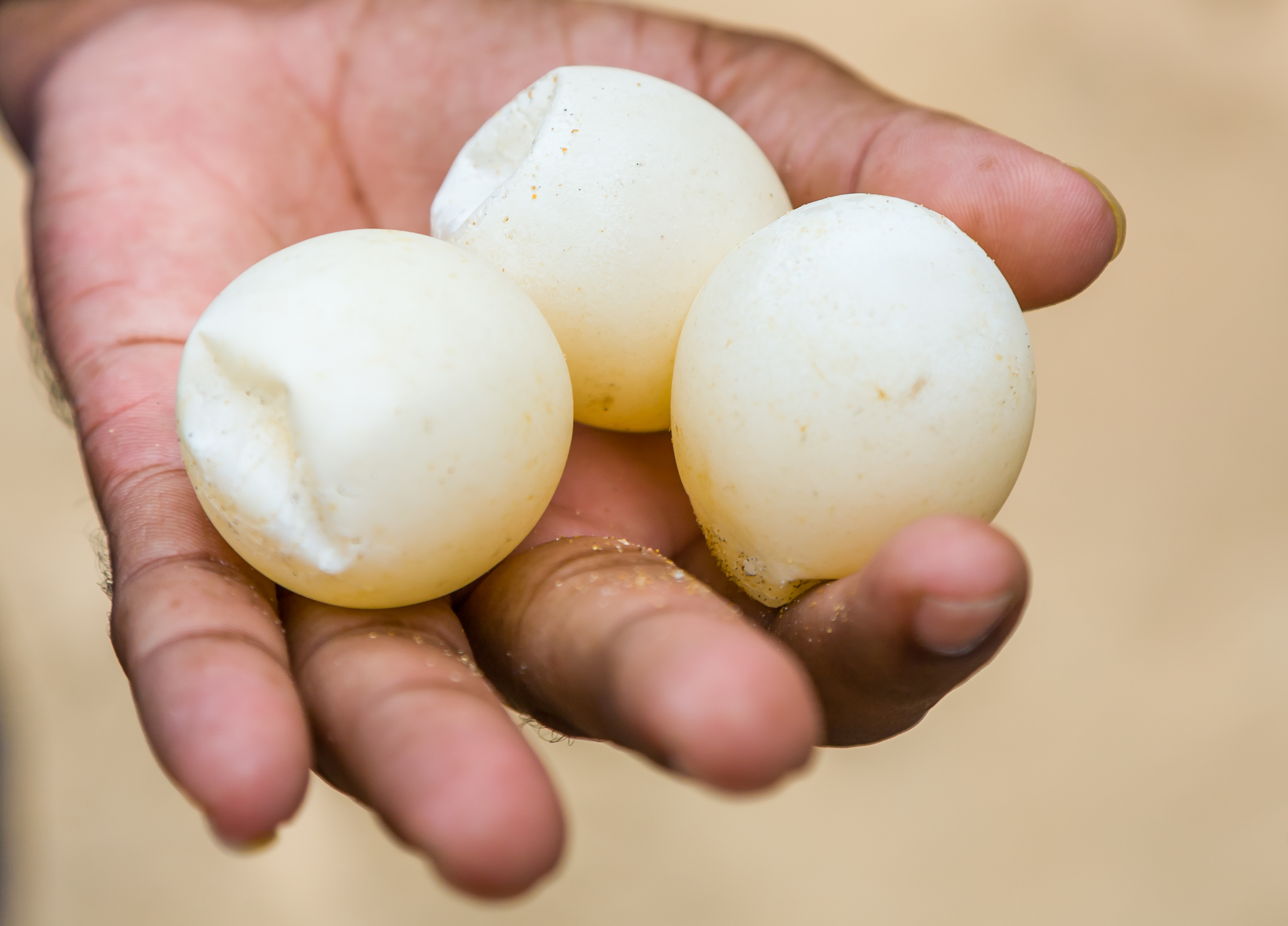 Æggene er på størrelse med en tennisbold