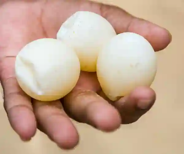 Æggene er på størrelse med en tennisbold