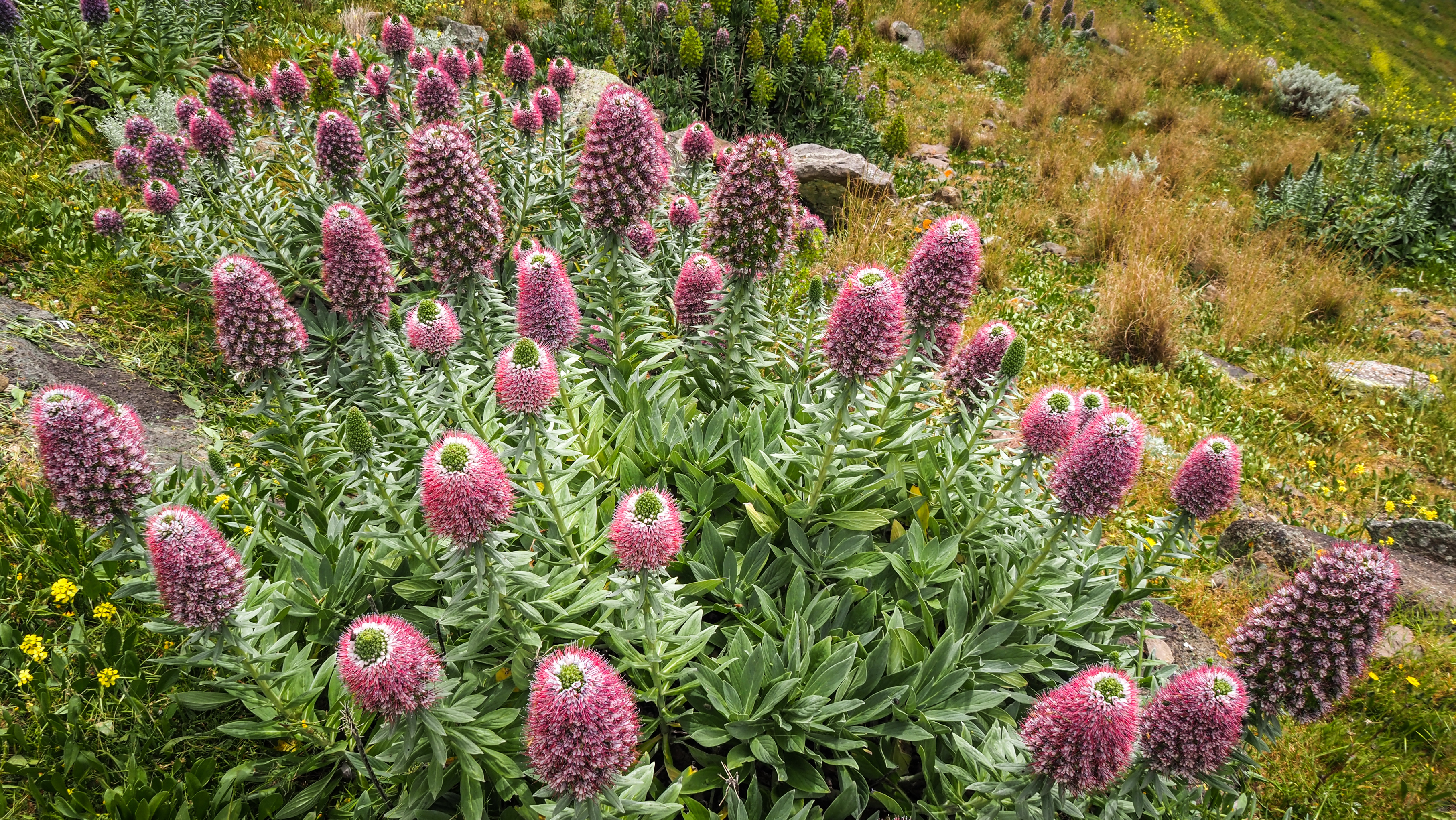 Natur på Porto Santo