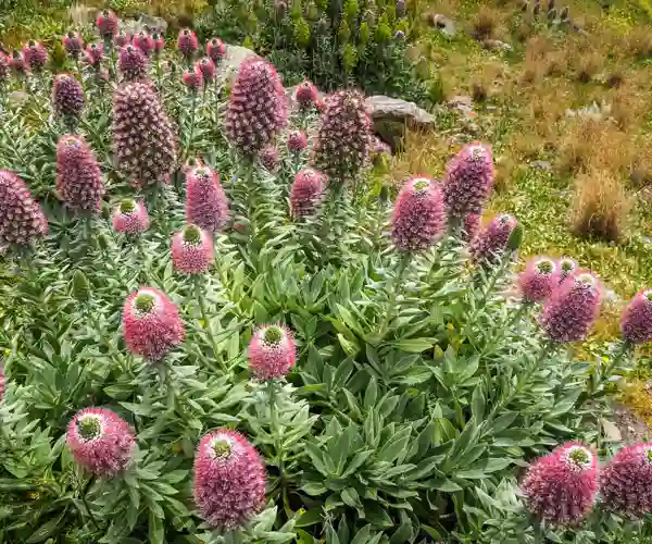 Natur på Porto Santo