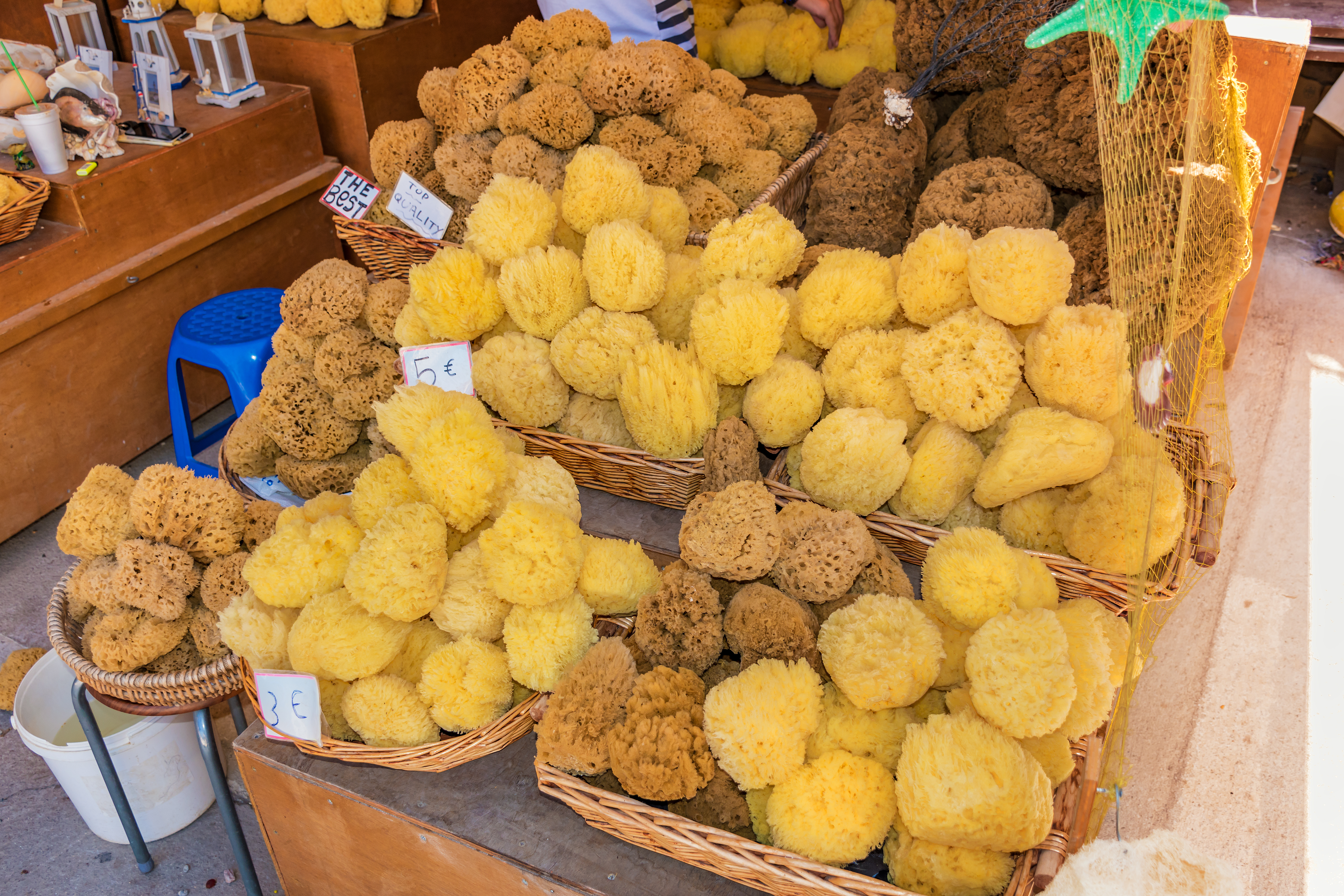 Svampe i forskellige prisklasser