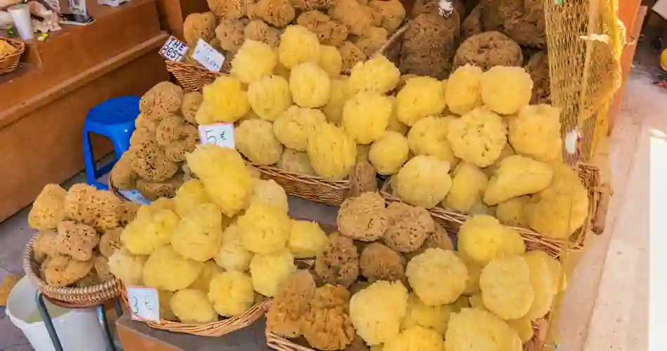 Svampe i forskellige prisklasser