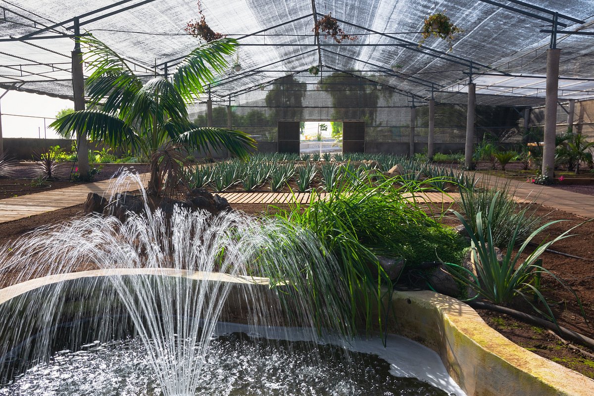 Finca Canarias Aloe Vera