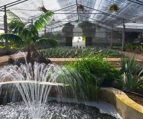 Finca Canarias Aloe Vera