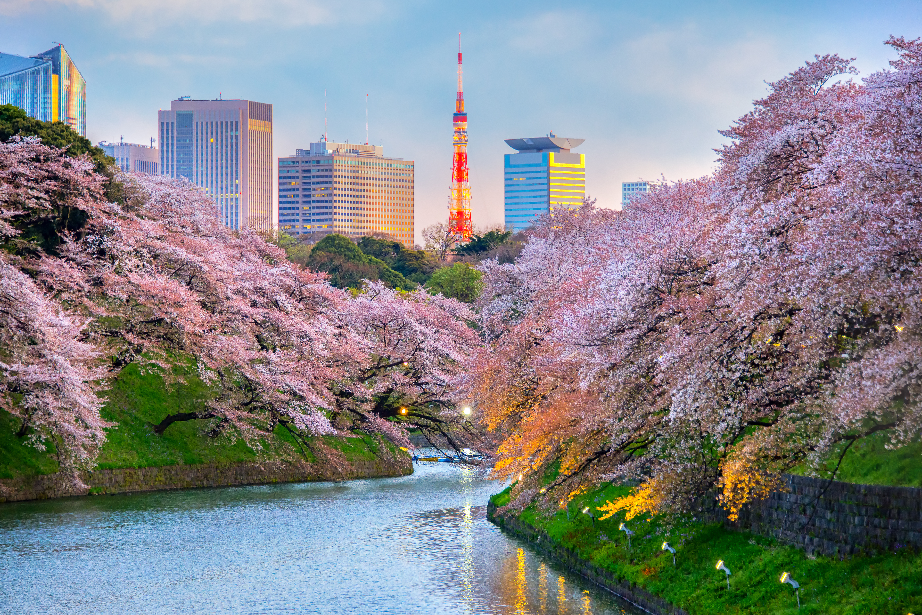 Blomstrande körsbärsträd i vit och rosa i Tokyo med Tokyo Tower i bakgrunden