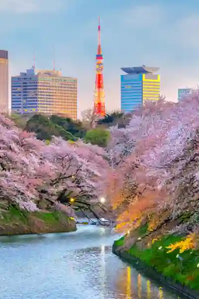 Blomstrande körsbärsträd i vit och rosa i Tokyo med Tokyo Tower i bakgrunden