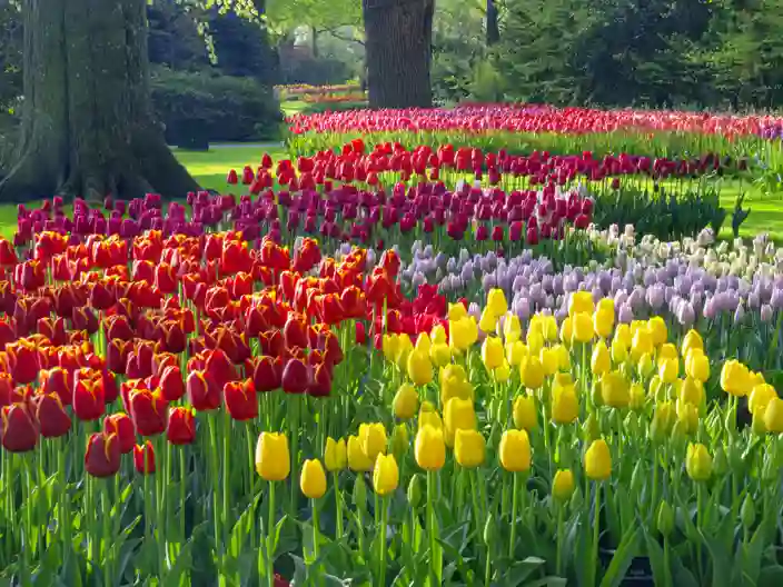 Keukenhof