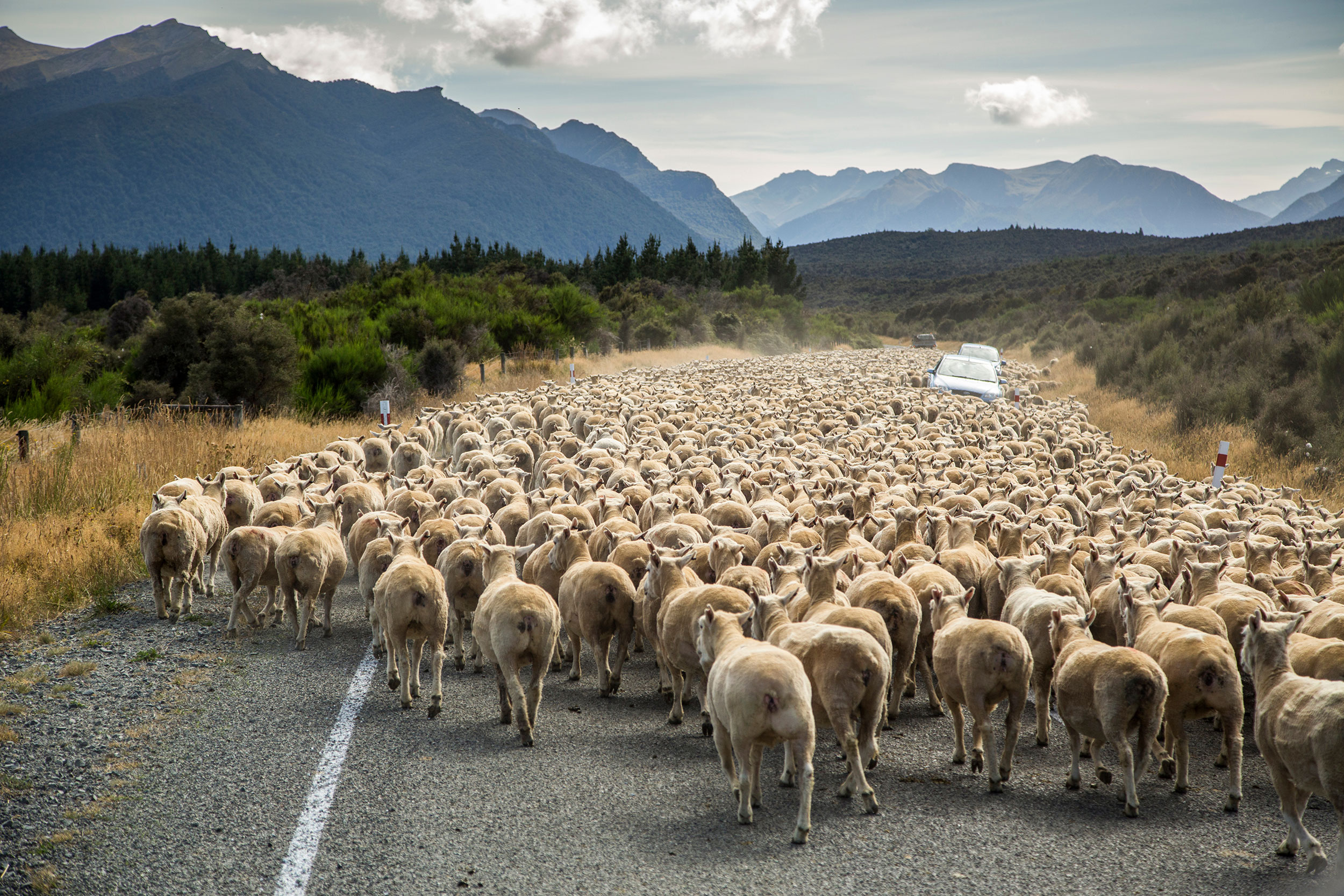 Trafikstop på New Zealandsk vis