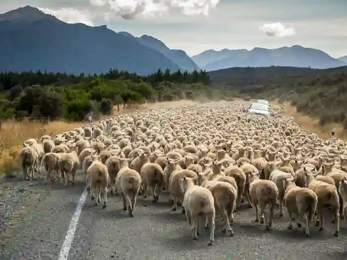 Trafikstop på New Zealandsk vis
