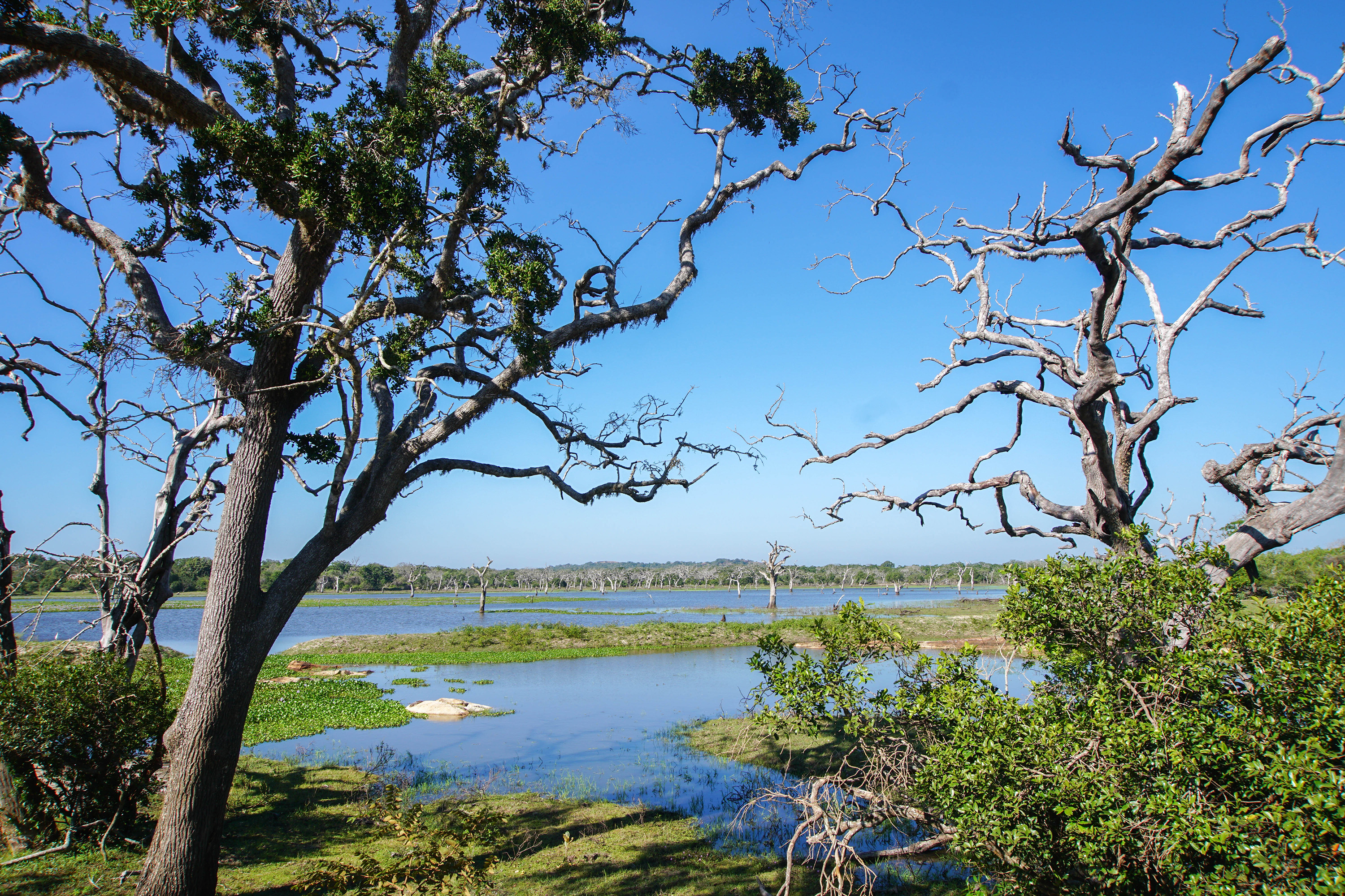 Yala nasjonalpark