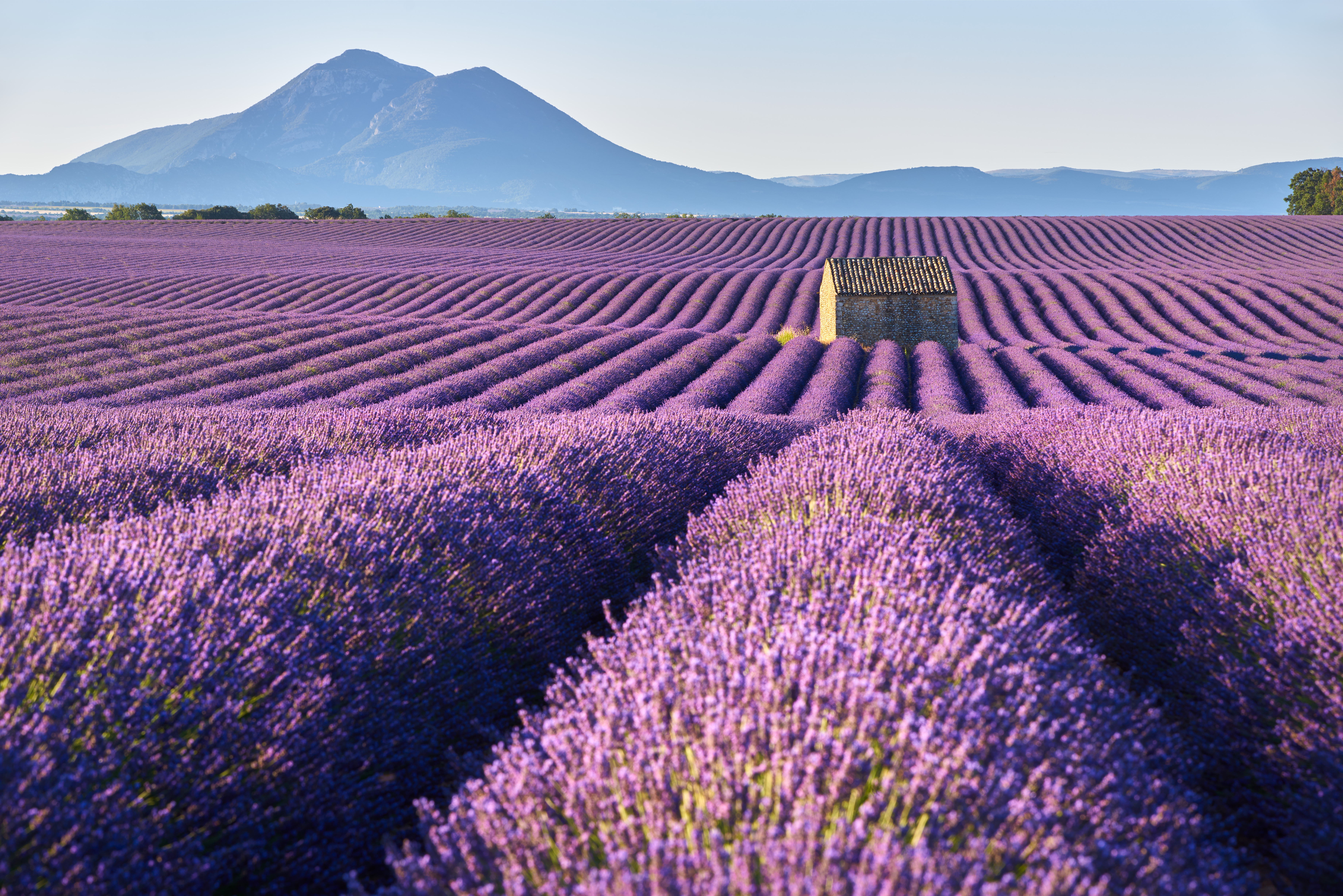 Valensole og lavendel