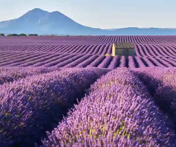 Valensole og lavendel