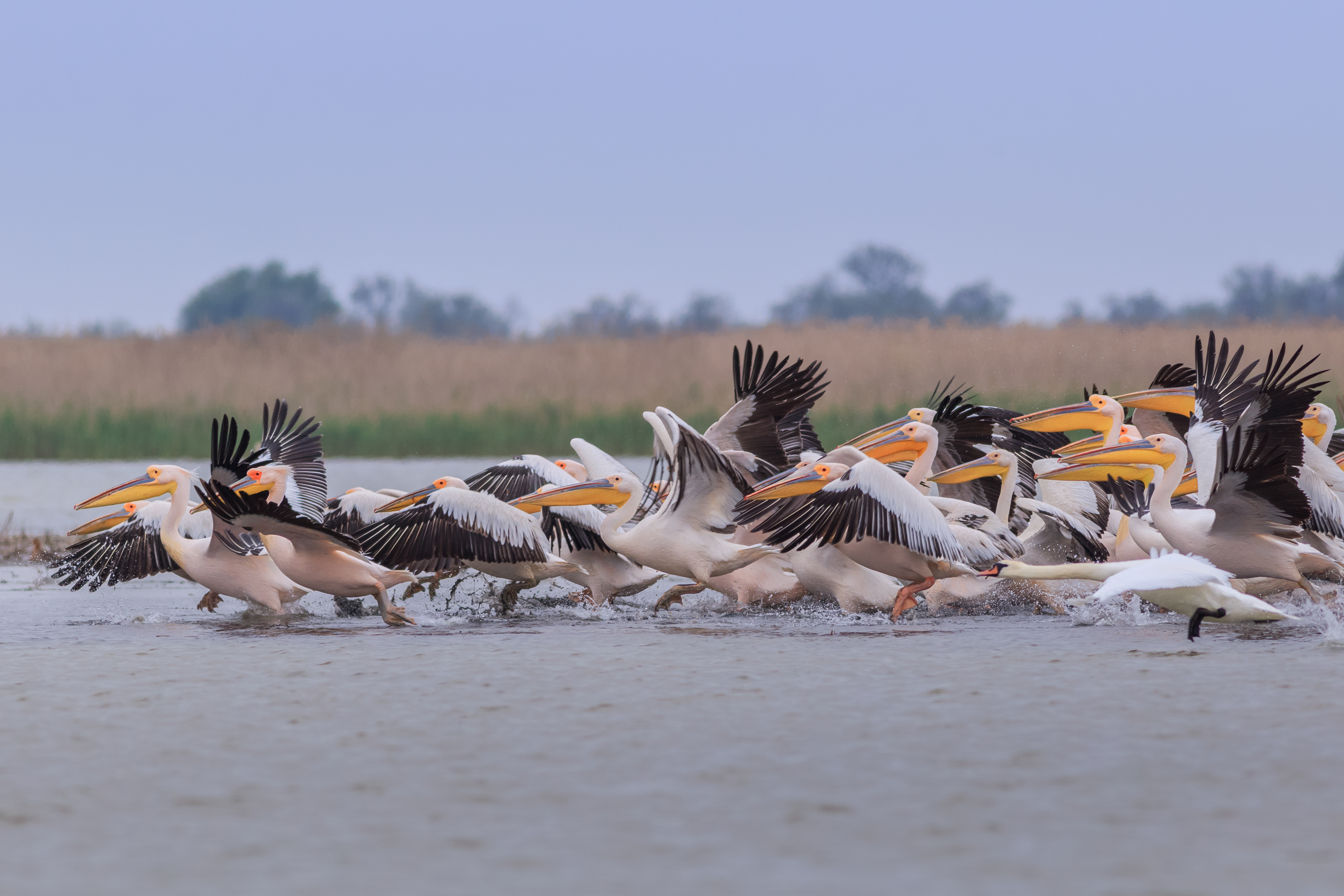 Donaudelta