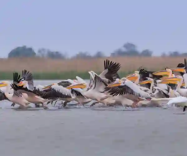 Donaudelta