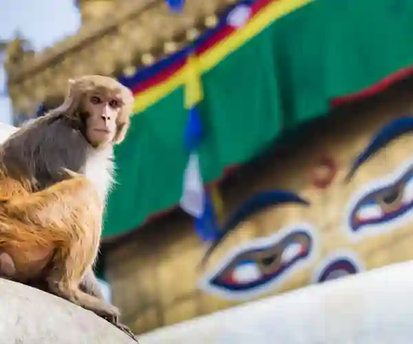 Swayambunath tempel i Katmandu