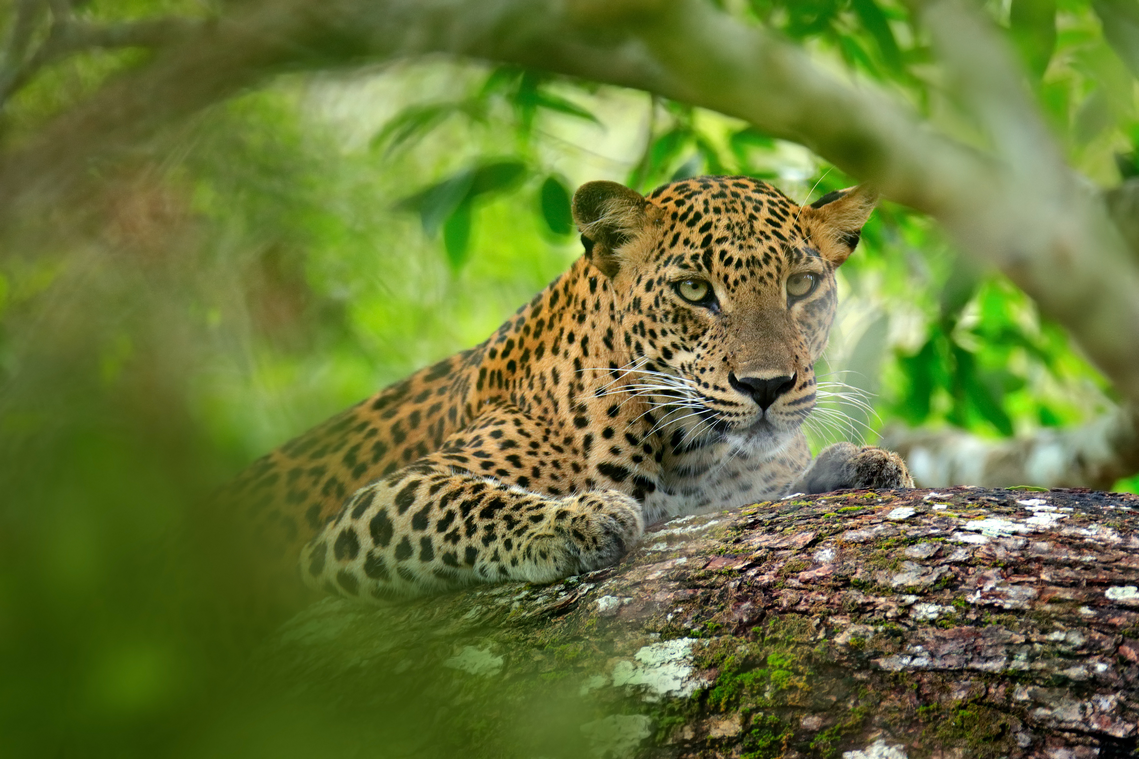 Yala nasjonalpark