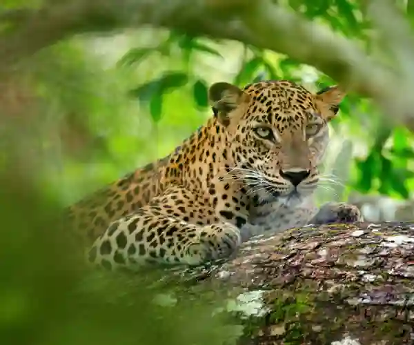 Yala nasjonalpark