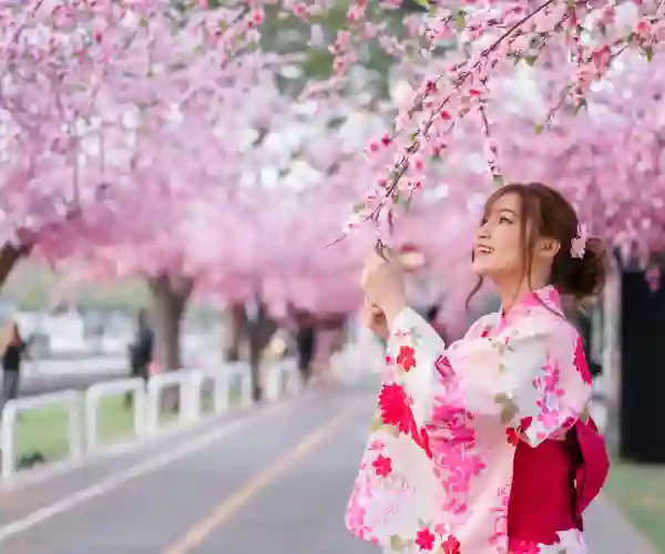 Kirsebærtræerne i blomst