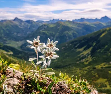 Edelweiss