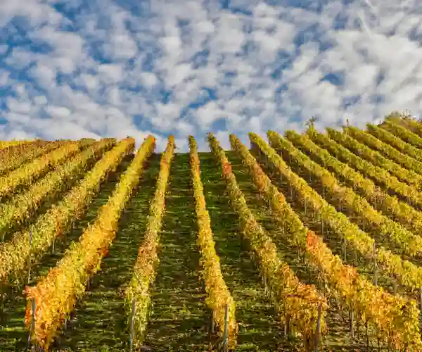 Vinranker I Bernkastel Kues 1