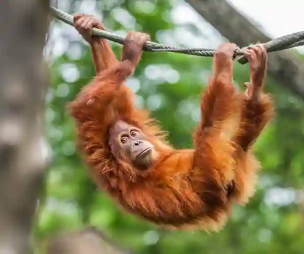 En Sød Baby Orangutang