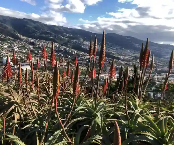 Madeira