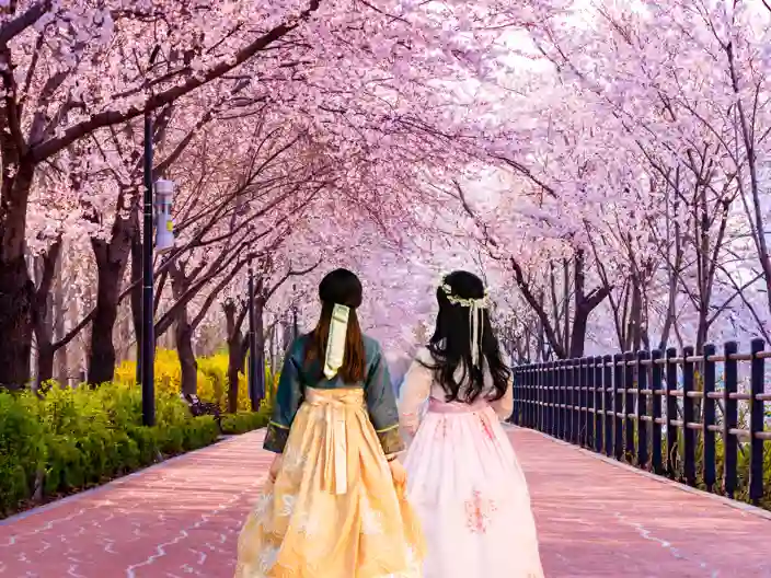 Kirsebærblomstring i Sydkorea