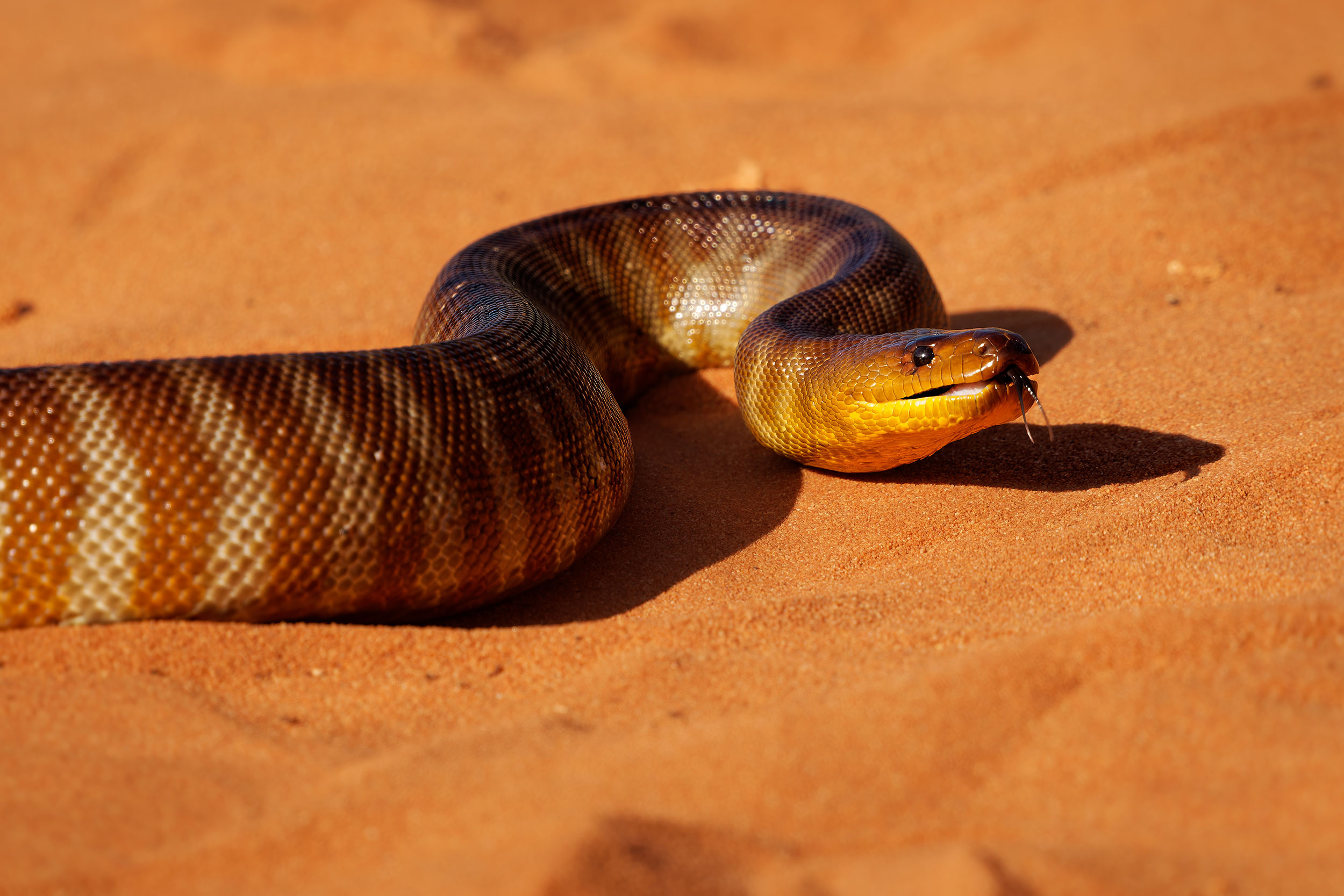 Australiens dyreliv