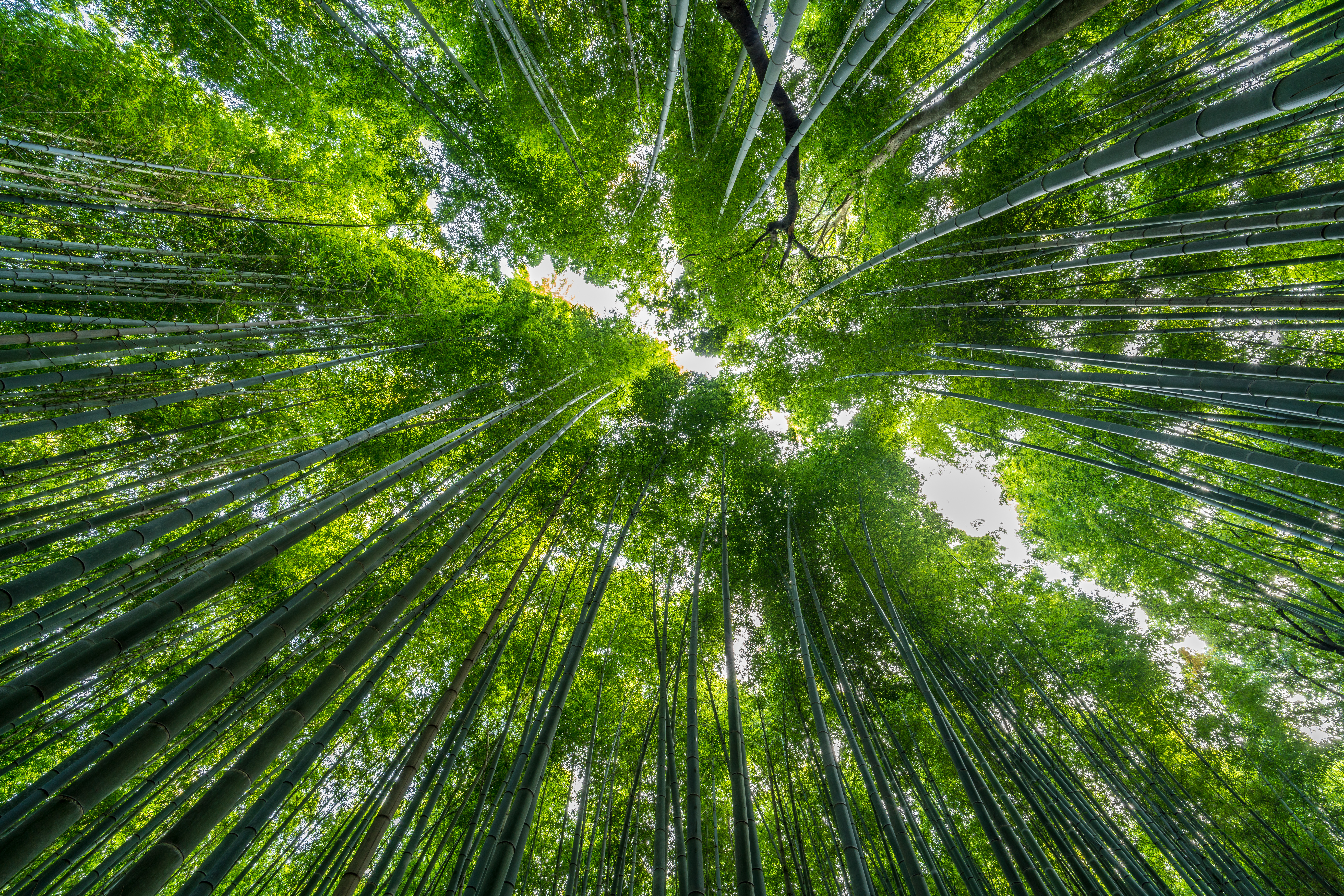 Arashiyama Bambus Skov