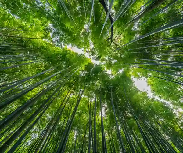 Arashiyama Bambus Skov