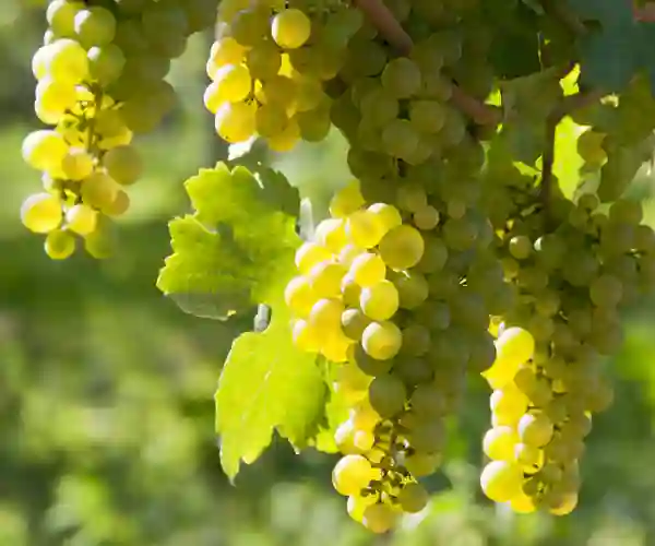 Druedyrking i Wachaudalen