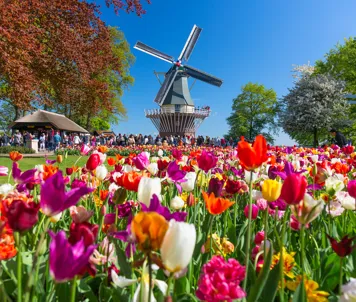 Keukenhof