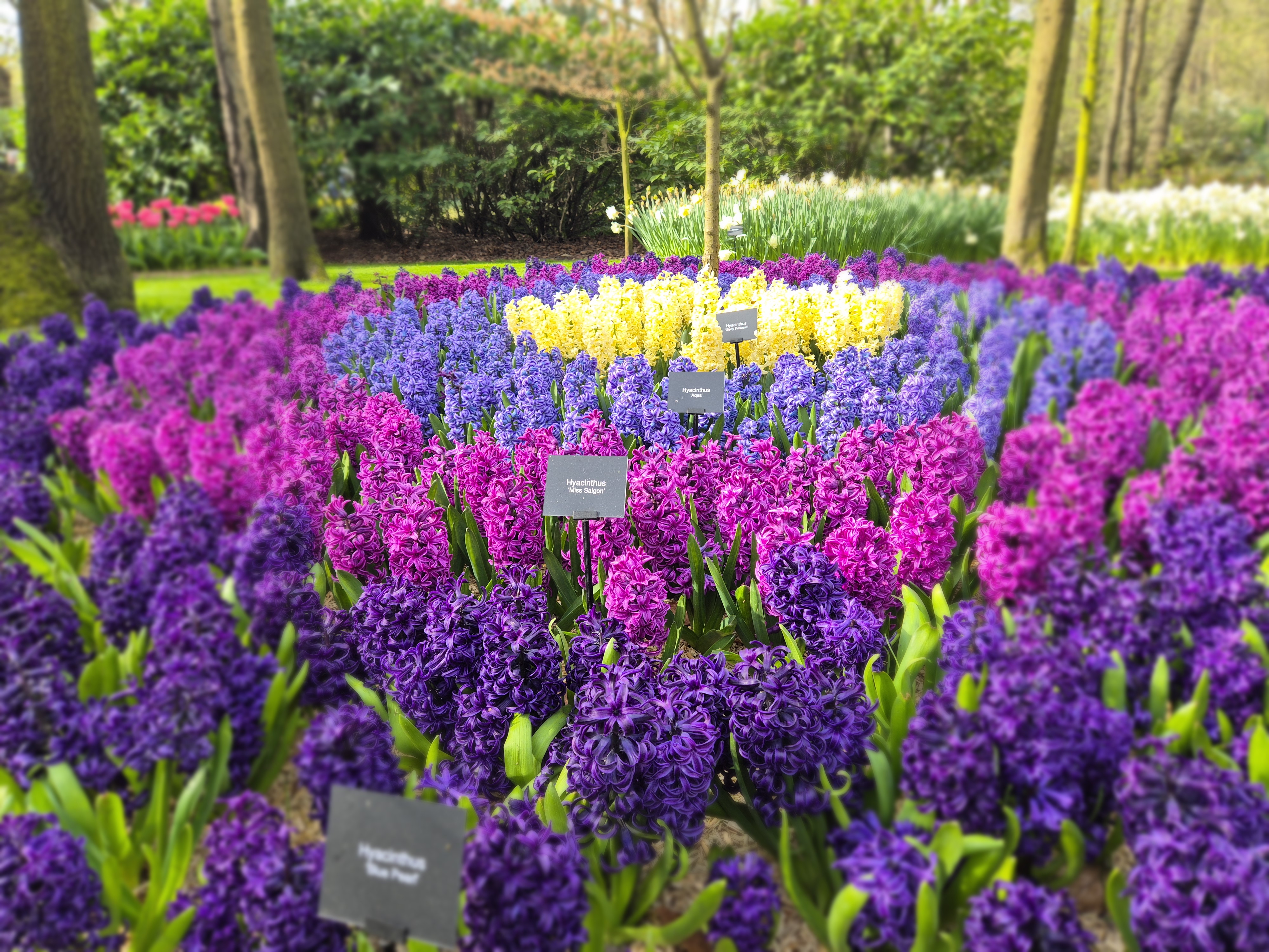 Blomsterprakt i Keukenhof
