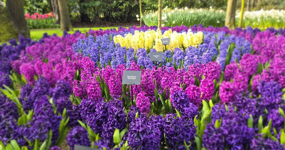 Blomsterprakt i Keukenhof