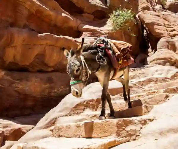 Petra