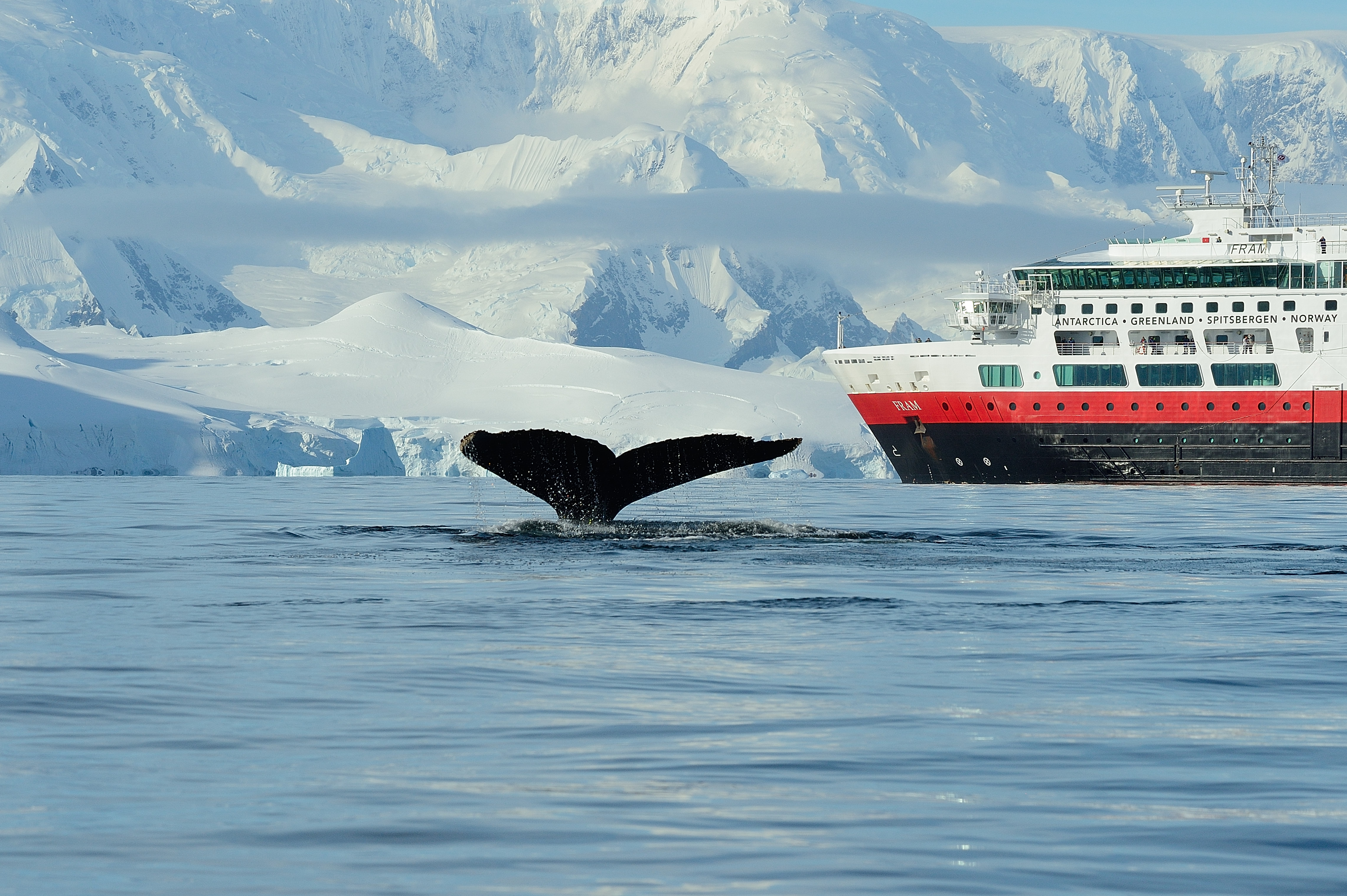Val som dyker ner under utan i Antarktis med MS FRAM i bakgrunden