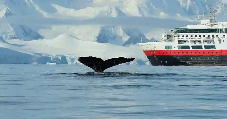 Val som dyker ner under utan i Antarktis med MS FRAM i bakgrunden