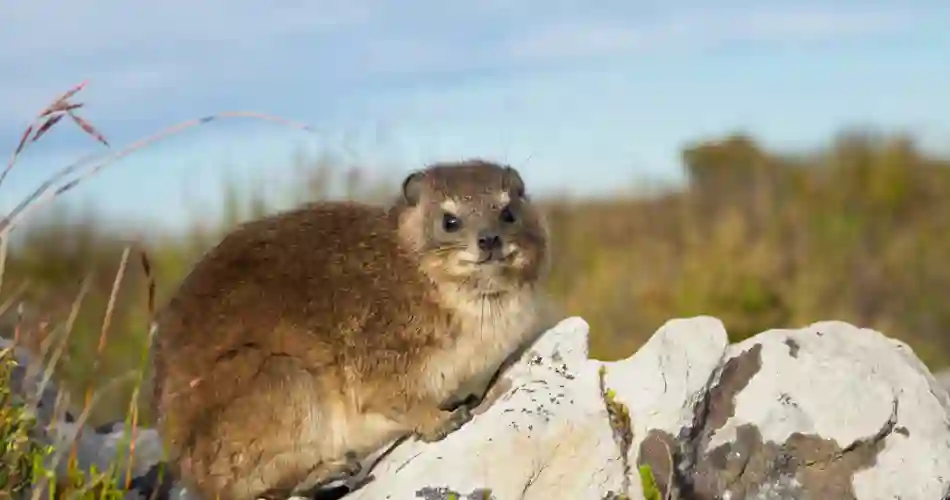 Klipphyrax kallas även för klippkanin på svenska