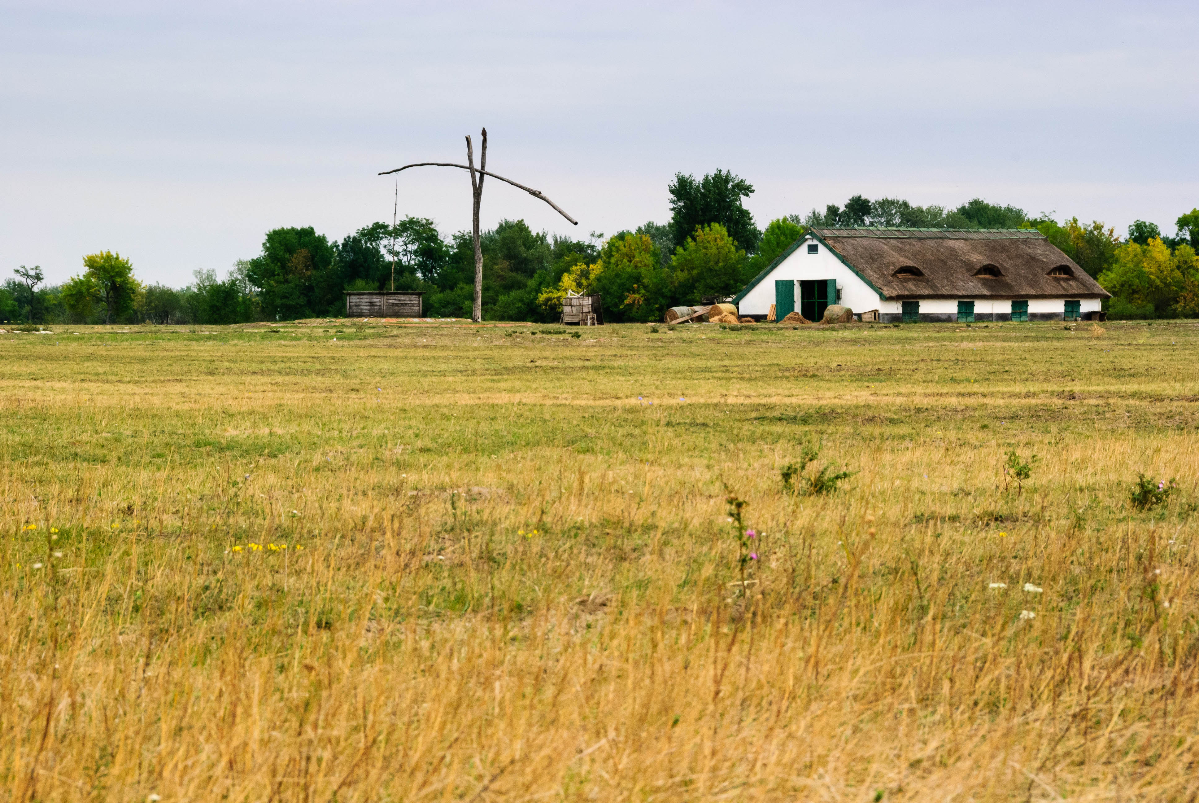 Pusztaen