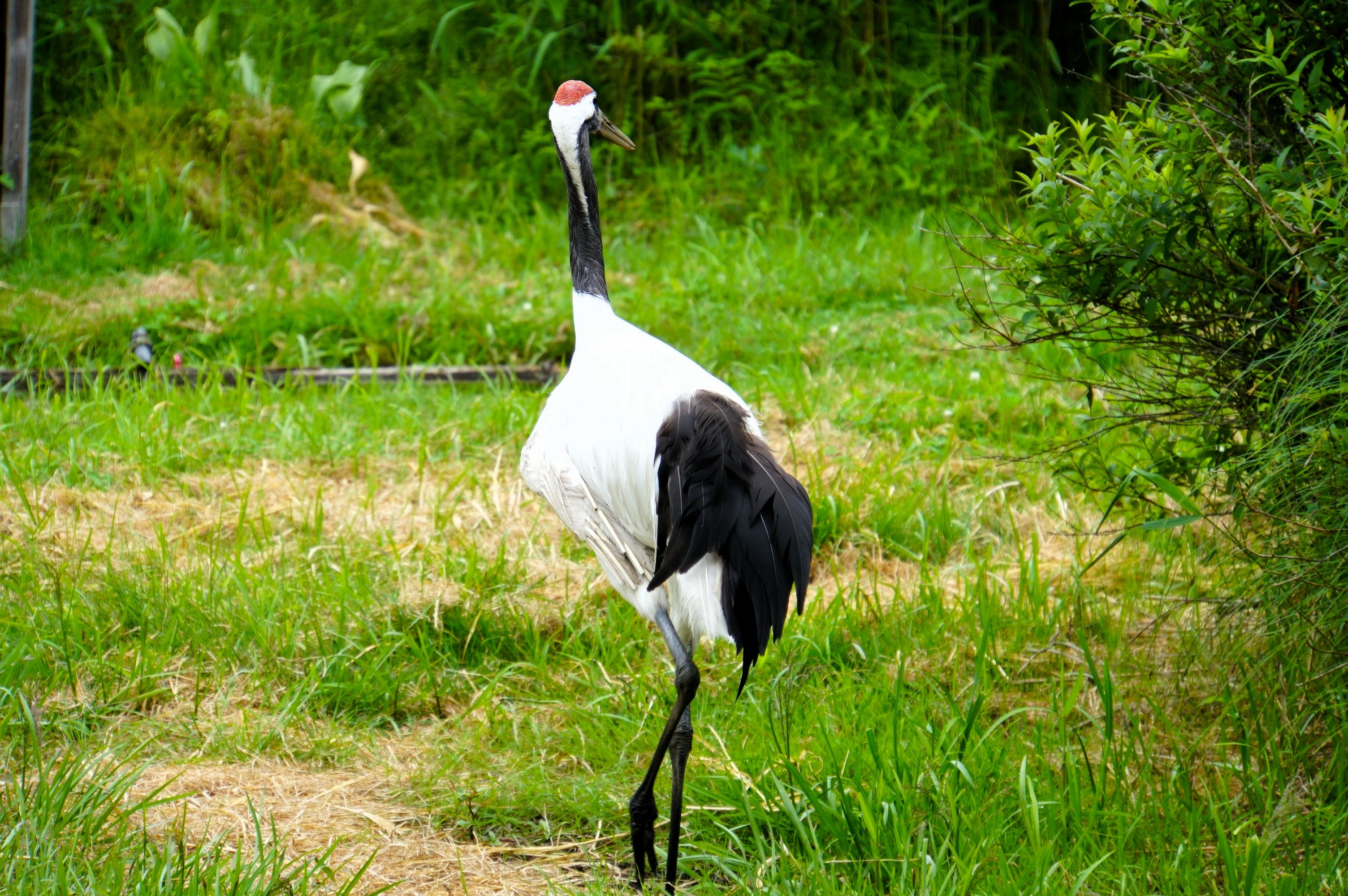 Tranereservatet, Kushiro Zoo