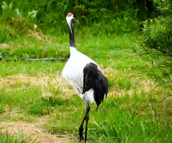 Tranereservatet, Kushiro Zoo