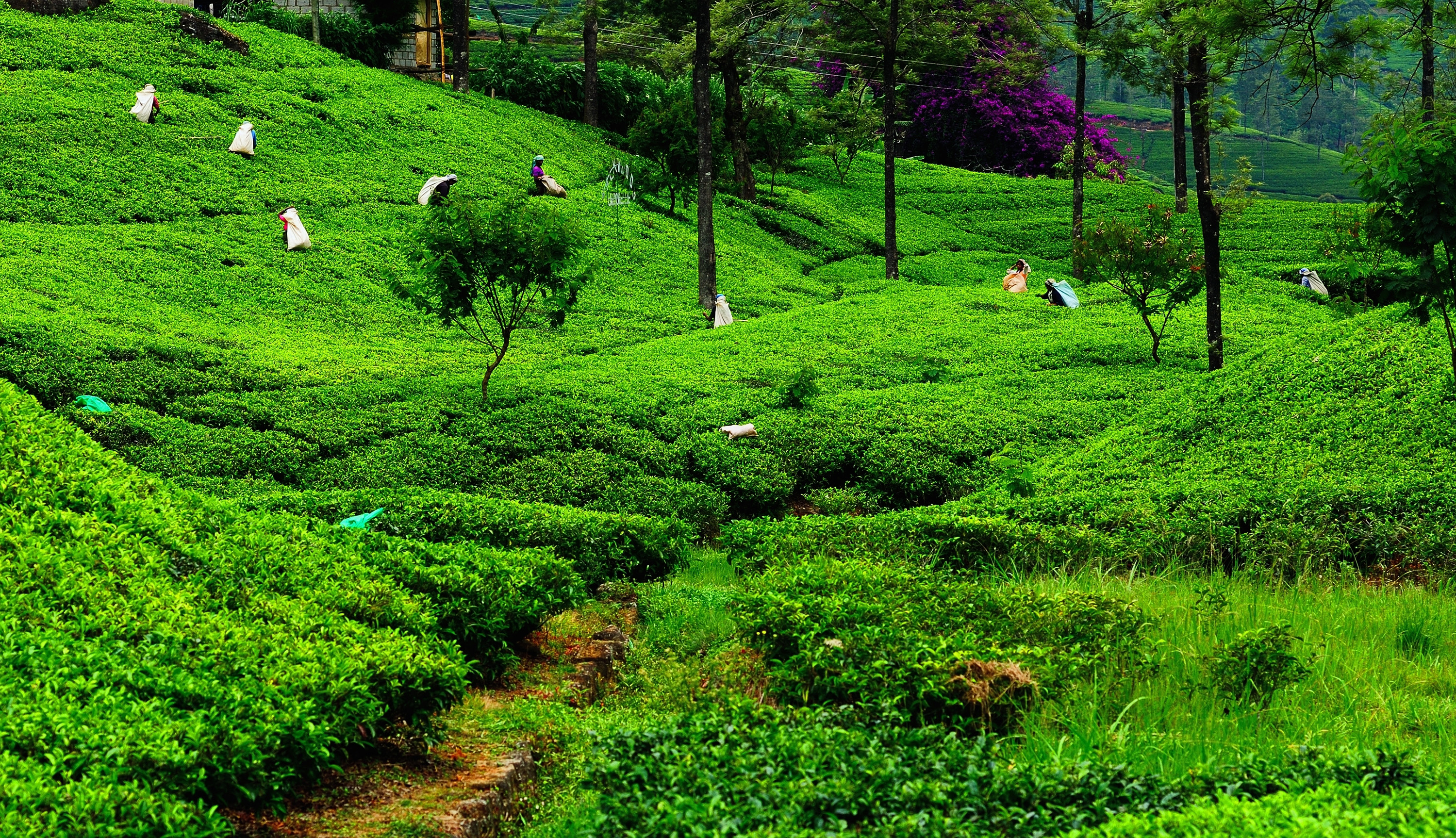 Teplantasje i Nuwara Eliya