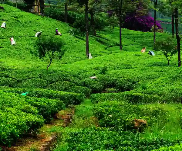 Teplantasje i Nuwara Eliya