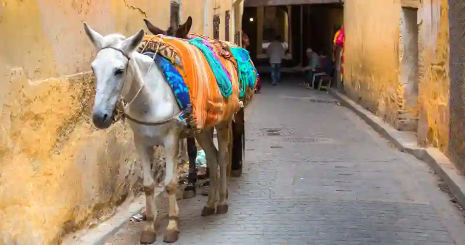 Muldyr i Fés' gader