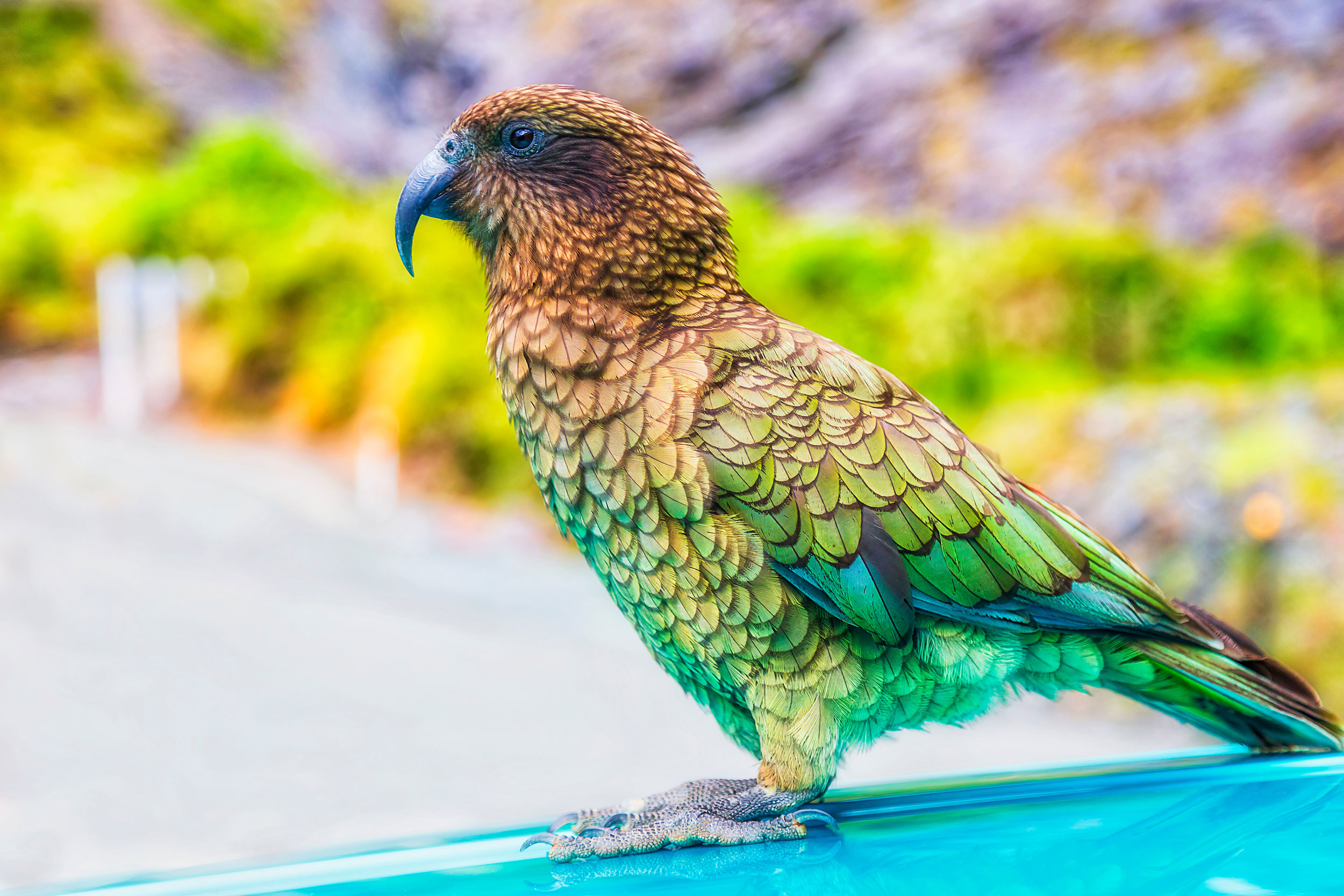 Kea ved Milford Sound